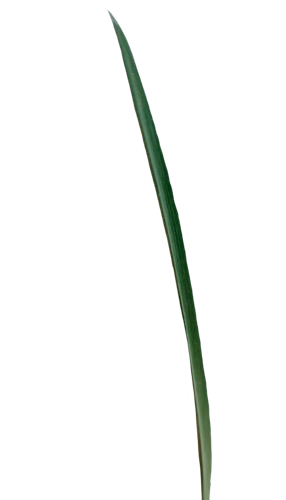 High quality Lily Grass plant